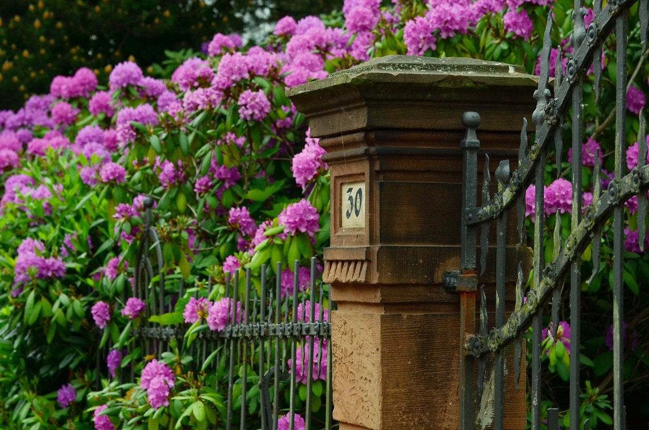 fleurs qui dépassent d'une clôture en fer forgé