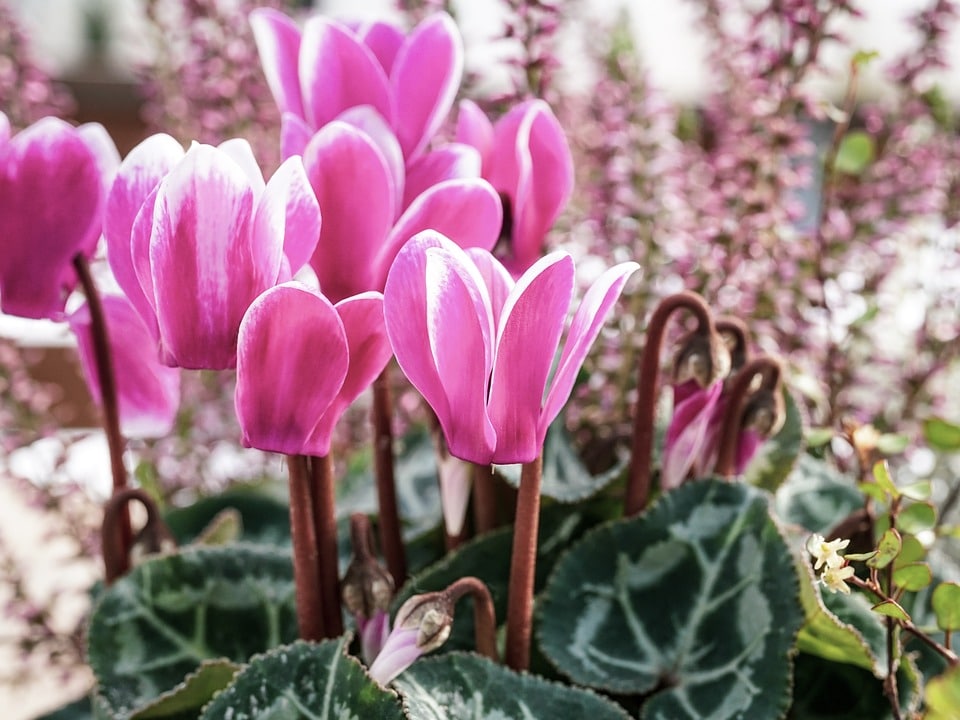 cyclamen